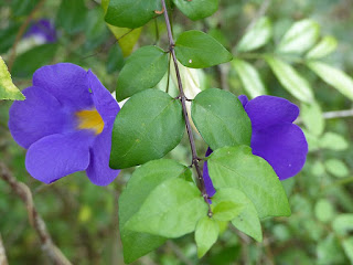 Thunbergie érigée - Thunbergia erecta