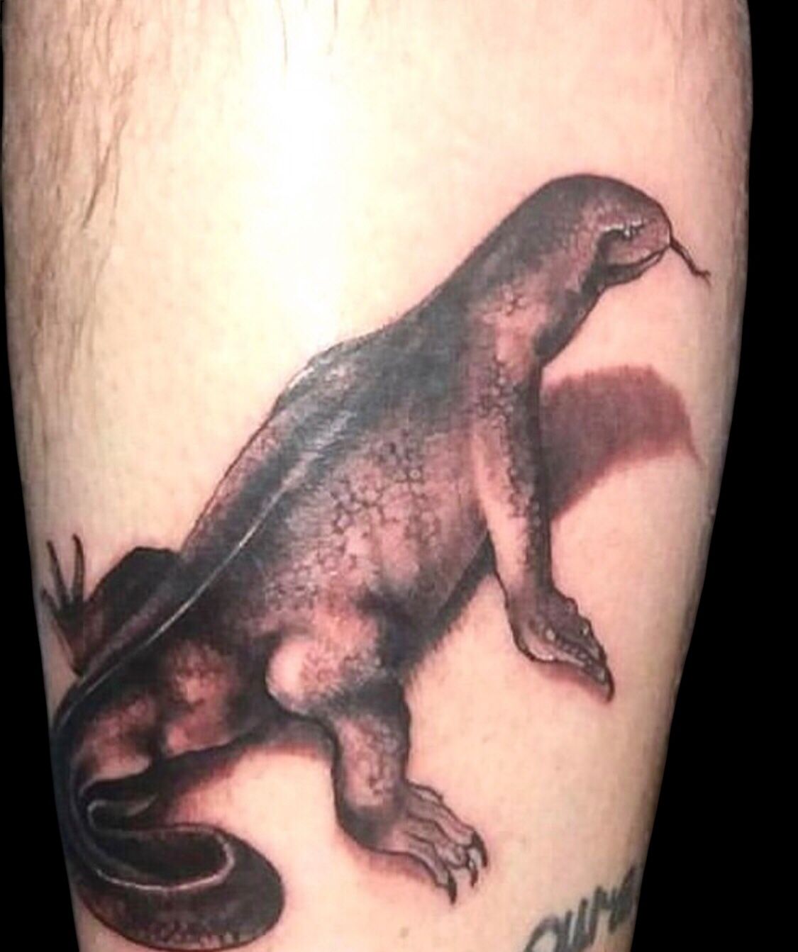 black grey komodo dragon