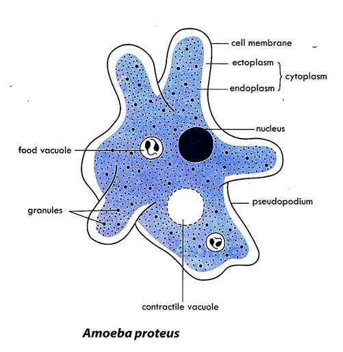 structure of Amoeba proteus