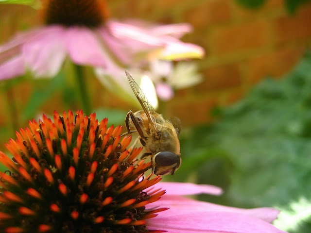 de 20 mooiste foto's van mijn tuin van augustus 2010