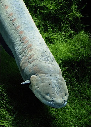 gal_super_electric_eel