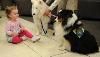 Der Weg, Hunde davon abzuhalten, mit Kindern rau zu sein