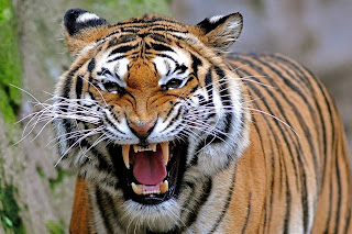 Angry Tiger Face Pictures - roaring tiger wallpaper