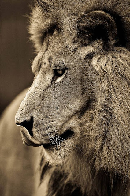 Animals, Sepia Portraits of Big Cats