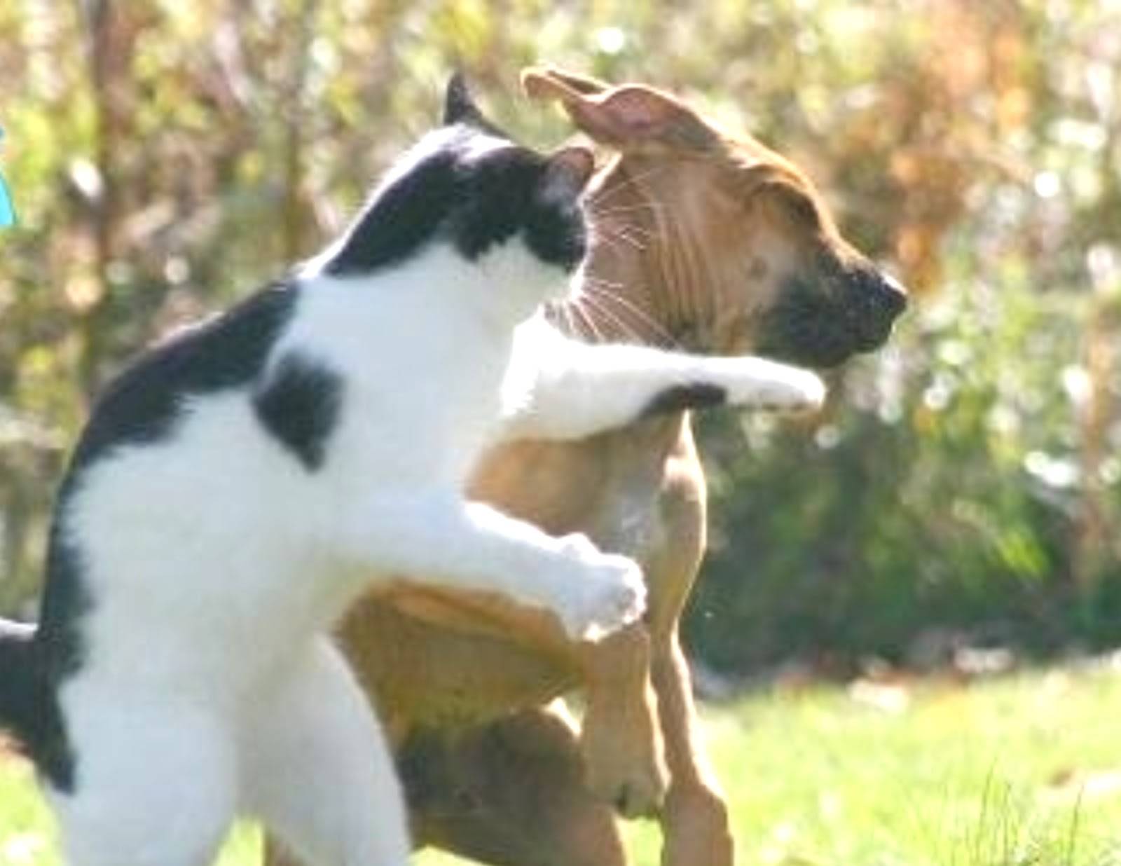 Kenapa Anjing Dan Kucing Bermusuhan Hewan Adalah Teman
