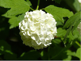 hortensien-bluetezeit Schneeball-Hortensie