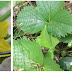 Amazing Garden Growth