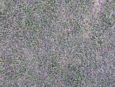 texture grass