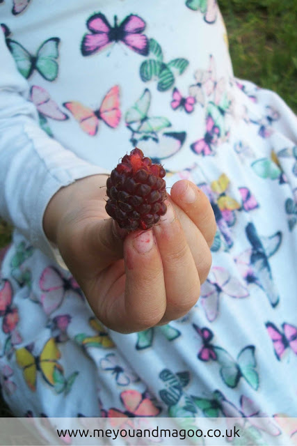 enjoying eating tayberries in the summer on our allotment plot