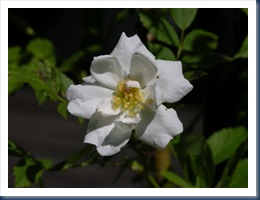 DSCN0016