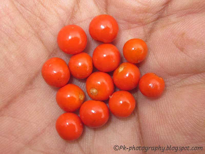 Ashwagandha-Withania somnifera Fruits