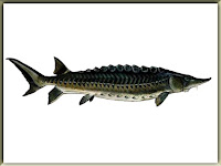 Atlantic Sturgeon Fish Pictures
