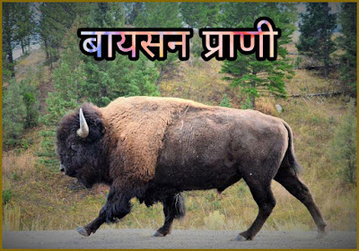 bison animal in hindi