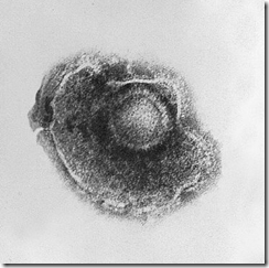 INFORMASI REPRODUKSI VARICELLA ZOSTER dalam KEHAMILAN INFORMASI REPRODUKSI VARICELLA ZOSTER dalam KEHAMILAN