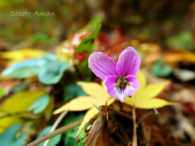 Viola eizanensis