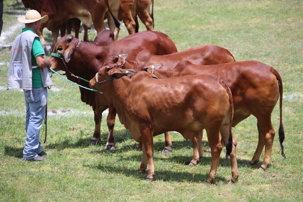 Rebanhos voltam a crescer em Pernambuco