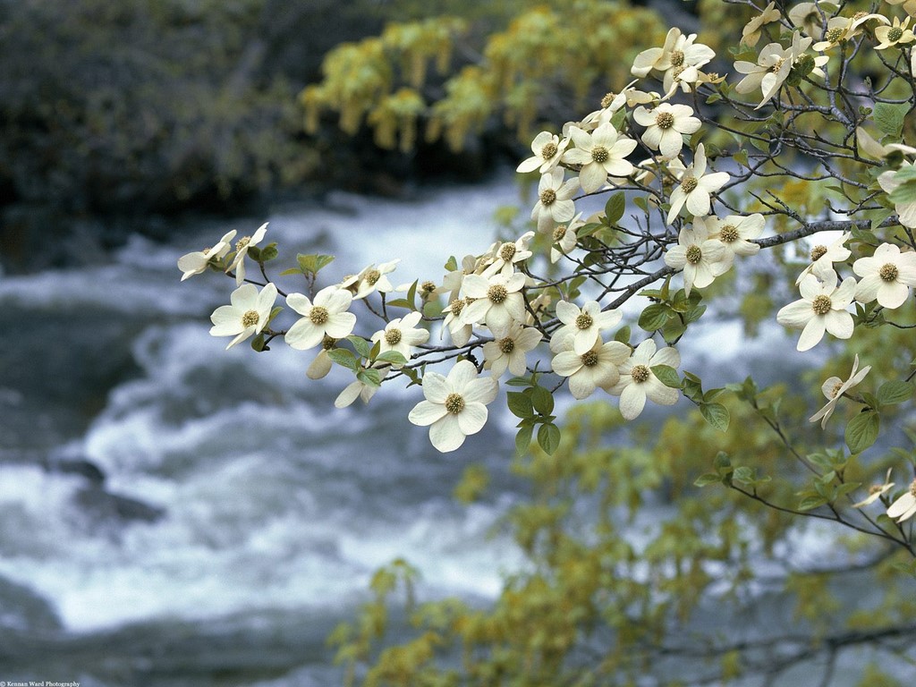 Dogwood, esencia floral del