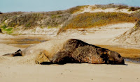 Male elephant seal