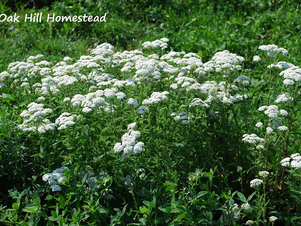 How To Forage, Harvest and Dry Yarrow