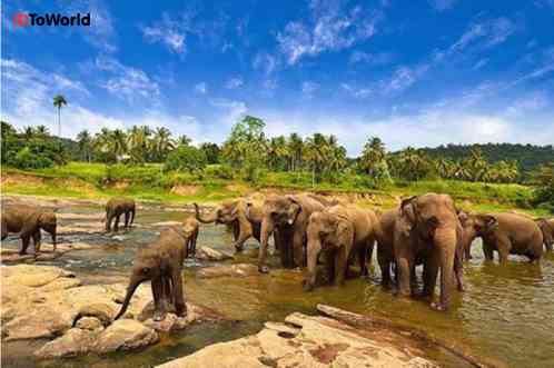 Way Kambas National Park, Home of the Sumatran Elephant, Indonesia