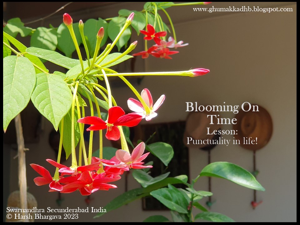 ARCHANA🧿 on Instagram: MORNING SCENES WITH RANGOON CREEPER (मधु मालती  )BLOOM IN MY GARDEN I am in awe to see this beauty blooming and my home  entrance &GARDEN look majestic 💗🤍 💗