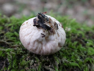 Lycoperdon subincarnatum - Vesse-de-loup incarnate