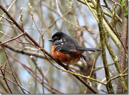 Spotted Towhee