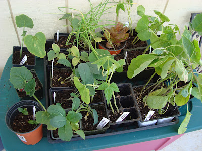 garden plants