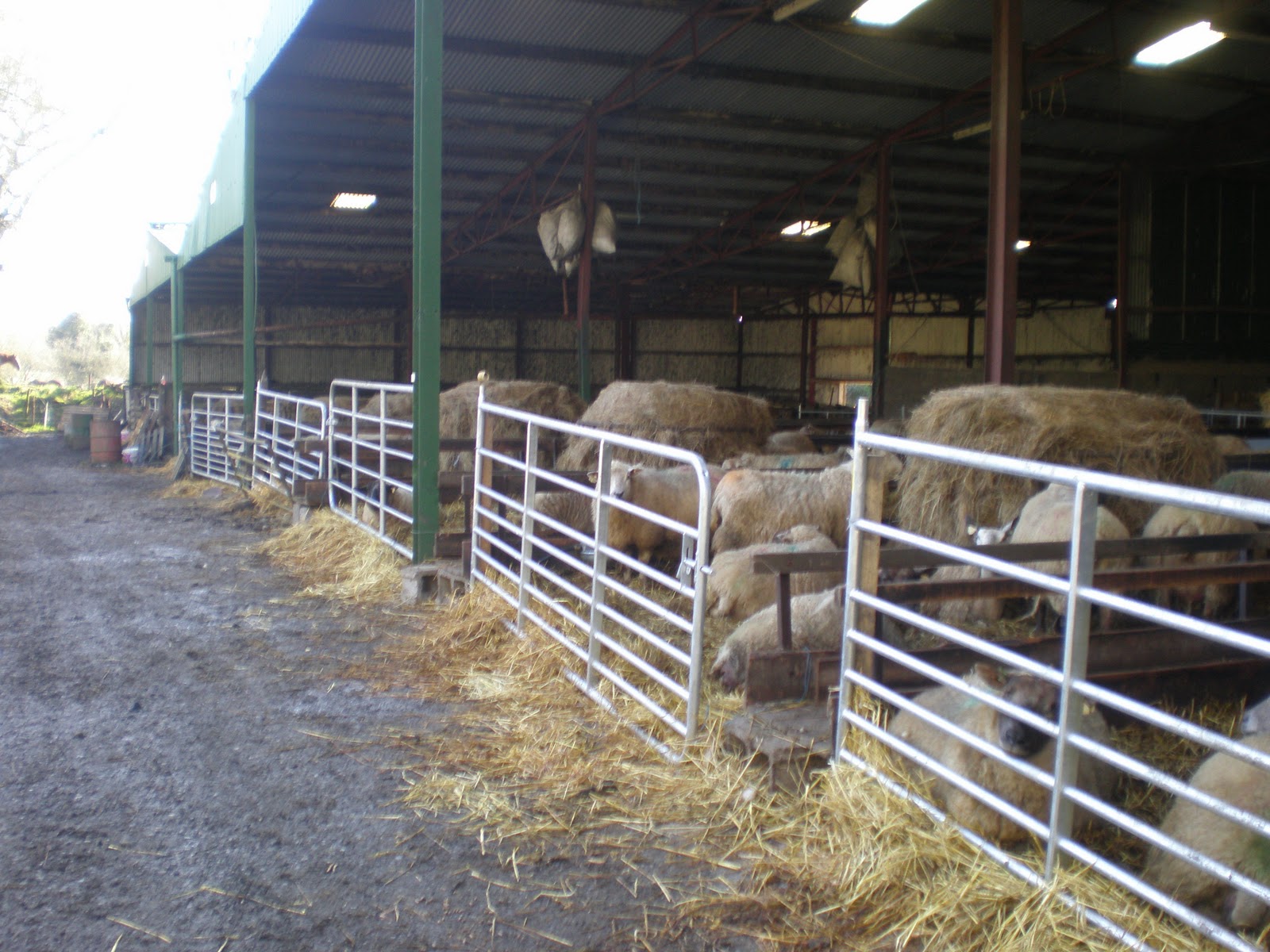 Sheep shed design in ireland | Artikel Online