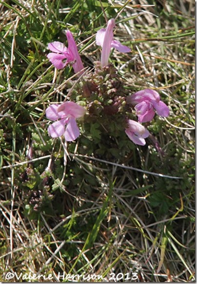 3-lousewort