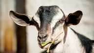 Goat : 8 Goat Images! - The Graphics Fairy : 77,441 likes · 47 talking about this.