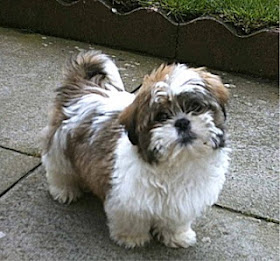 Shih Tzu dogs