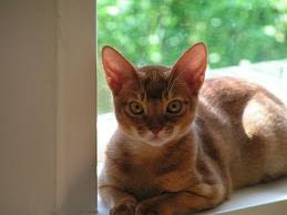 abyssinian cat breed