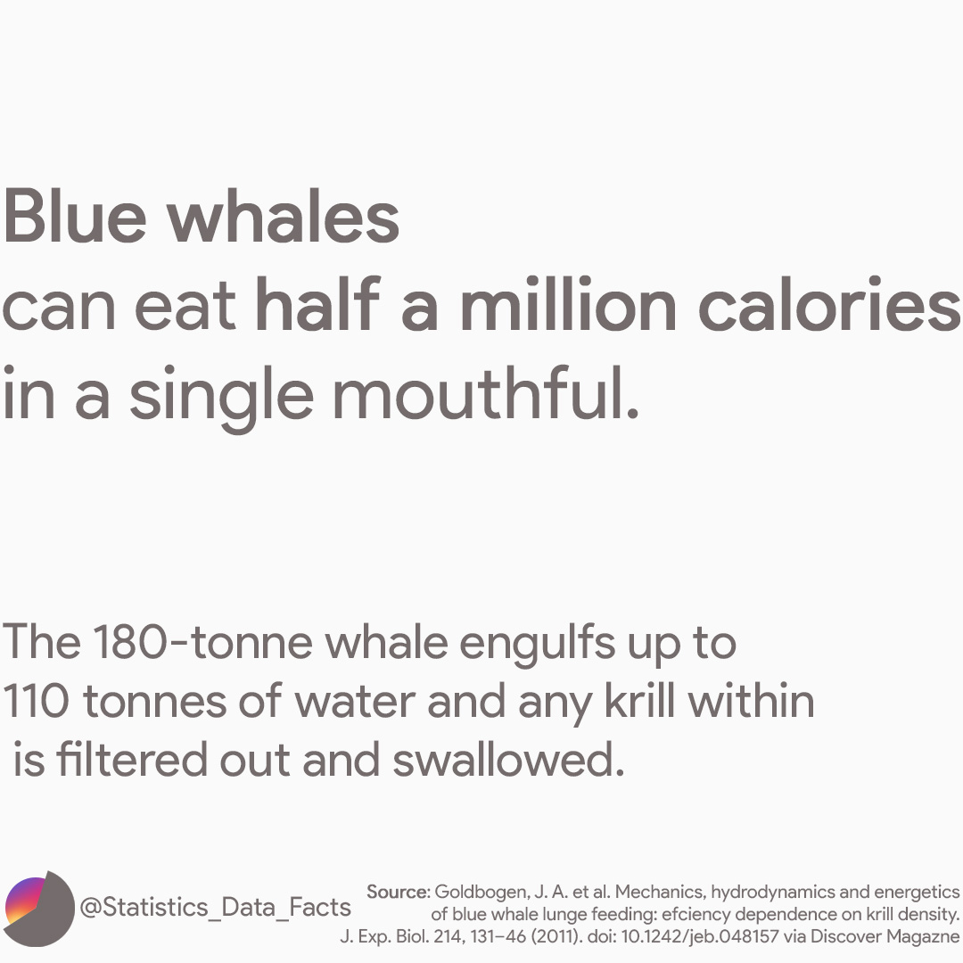 Blue whales can eat half a million calories in a single mouthful