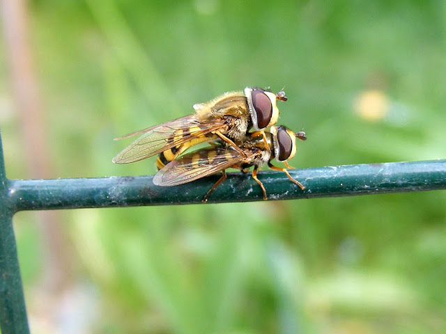 Migrant Hover Fly Eupeodes corollae, mating.  Indre et Loire, France. Photographed by Susan Walter. Tour the Loire Valley with a classic car and a private guide.