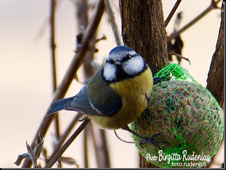 birds_20120306_bluetit