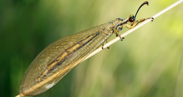 Муравьиный лев (Myrmeleon formicarius)