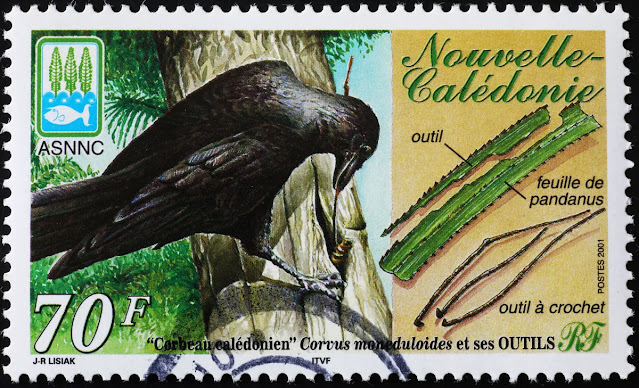 Sello que representa el cuervo de Nueva Caledonia utilizando herramientas curiosciencia