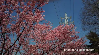 新横浜ワールドカップ大橋の横浜緋桜 2023