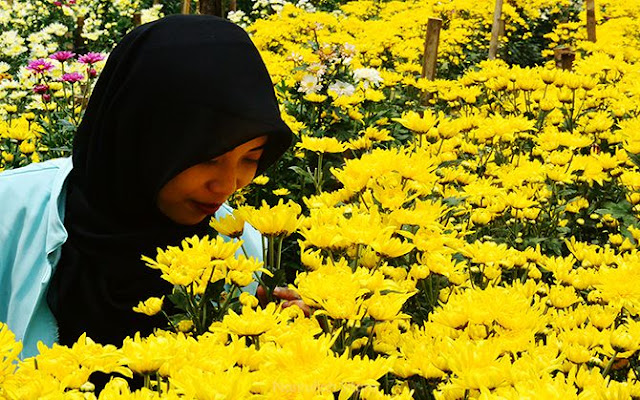 Berfoto di Kebun Bunga Krisan di Bandungan