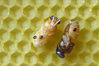  Victoria Gill melaporkan Studi terbaru mengenai inovasi jenis virus pembunuh lebah madu Pintar Pelajaran Tungau Varroa, Pembawa Virus Pembunuh Lebah Madu