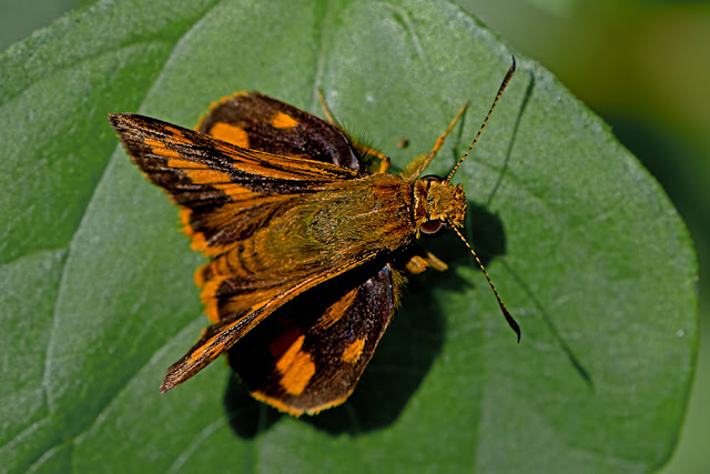 Potanthus trachala the Detached Dart butterfly