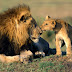 Beautiful HD Animals Wallpapers Beautiful HD Animals Wallpapers