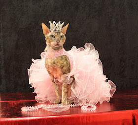 Coco, the Couture Cat, in her Pink Confection Pageant Dress