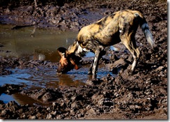 wild_dogs_3