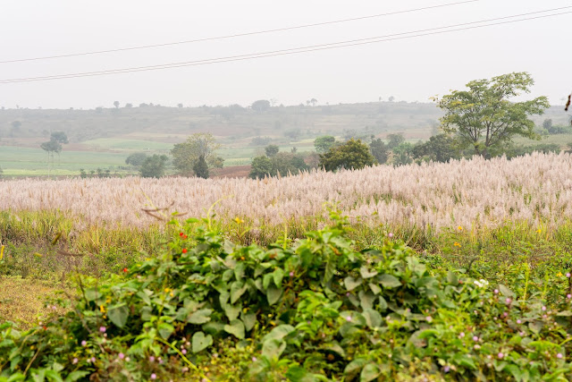 Kabini reservoir green fields mist flowers chikkamma chikkadevi hills