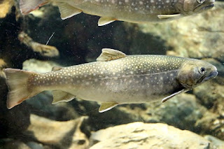 White spotted char