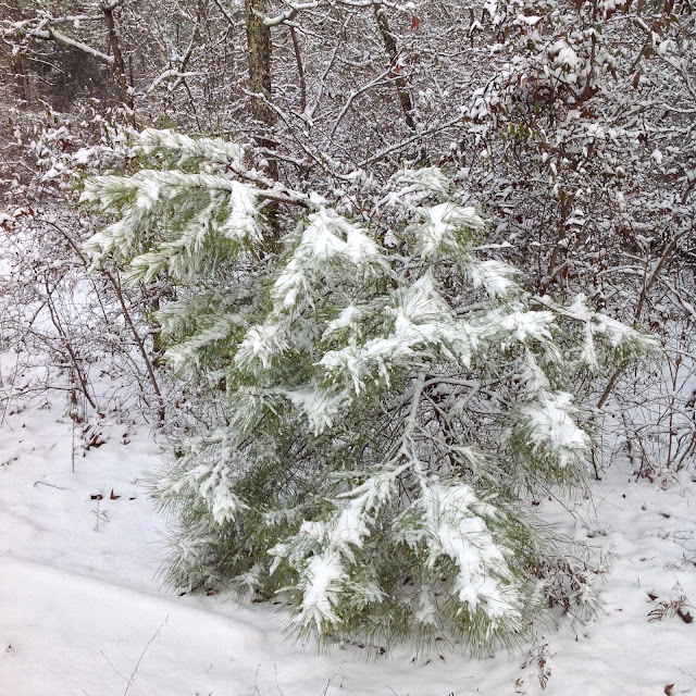 snow, green tree, Peach County, Georgia
