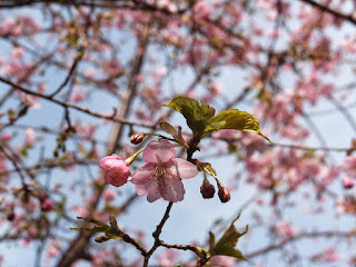 きれいな河津桜のアップ