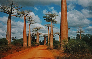 Avenue of the Baobabs